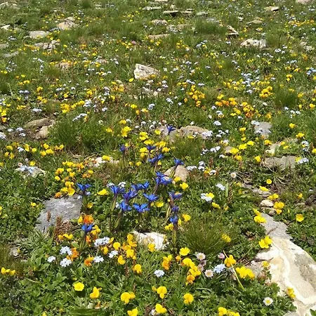 Chez Bonjour * Villar Pellice