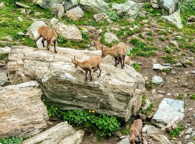 Chez Bonjour Villar Pellice