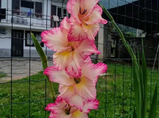 Chez Bonjour * Villar Pellice