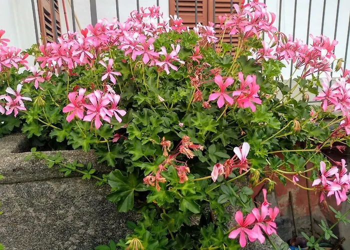 Prázdninový dům Chez Bonjour *