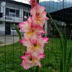 Chez Bonjour * Villar Pellice
