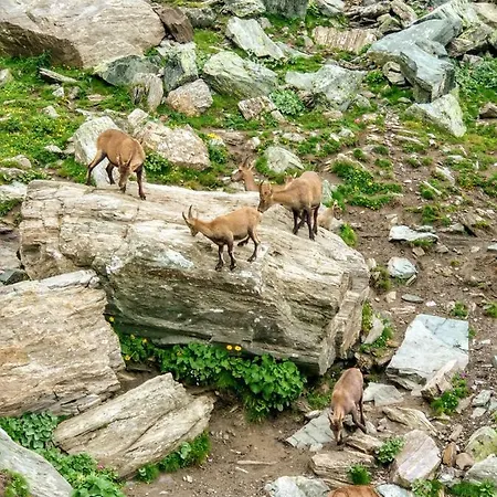 Chez Bonjour Villar Pellice