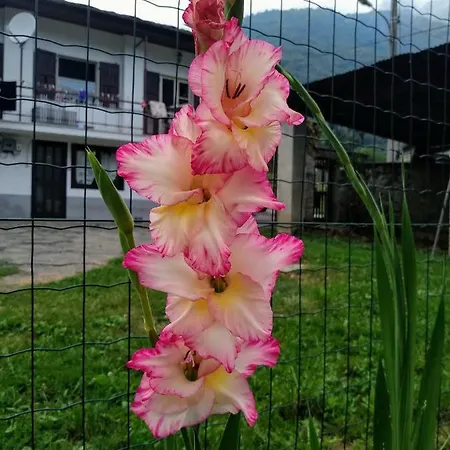 Chez Bonjour * Villar Pellice