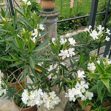 בית נופש Chez Bonjour *