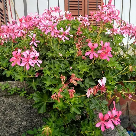 בית נופש Chez Bonjour *