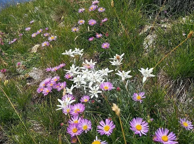 Ferienhaus Chez Bonjour